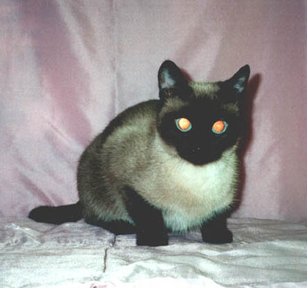 tais.jpg (42682 bytes)