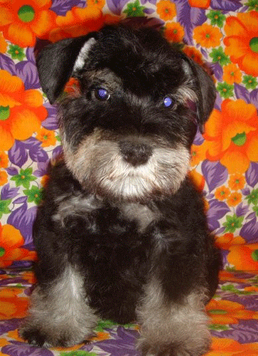 puppy.gif (292570 bytes)